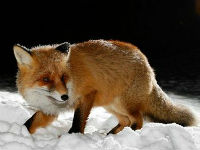 Охота на лису у норы, способы охоты на лису, лиса