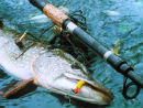 Nemiroff - Чемпионат Украины по ловле хищной рыбы спиннингом 2012, рыболовные соревнования, ловля спиннингом