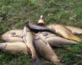 Рыбалка, ловля рыбы, браконьеры, незаконная рыбалка