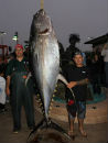 Рыбалка, рекорд, тунец, ловля рыбы