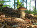 Сбор грибов, сезон сбора грибов