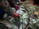 Рыбалка, вылов рыбы, запрет на рыбалку, Крым