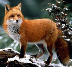 Охота на лисиц в норах, охота на лис