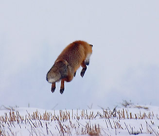 Охота | охота на лису | зимняя охота на лису 