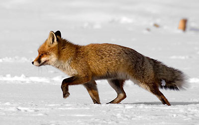 Охота | охота на лису | охота на лису с манком